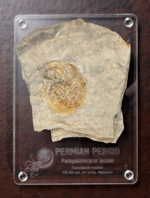 Головоногий моллюск (Paragastrioceral)